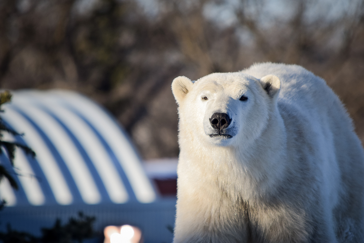Polar Bears - Profile Pic - Nanuq.jpg (535 KB)